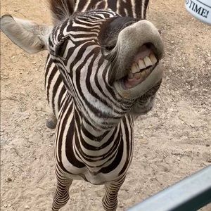 Meet your Posher, Dena